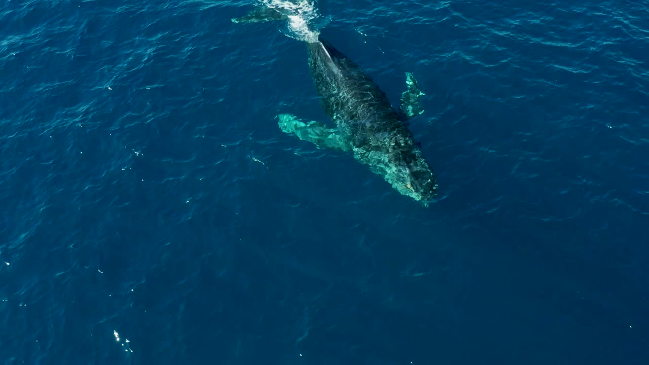 Humpback whale angled below deep blue water with its fluke visible near the surface.