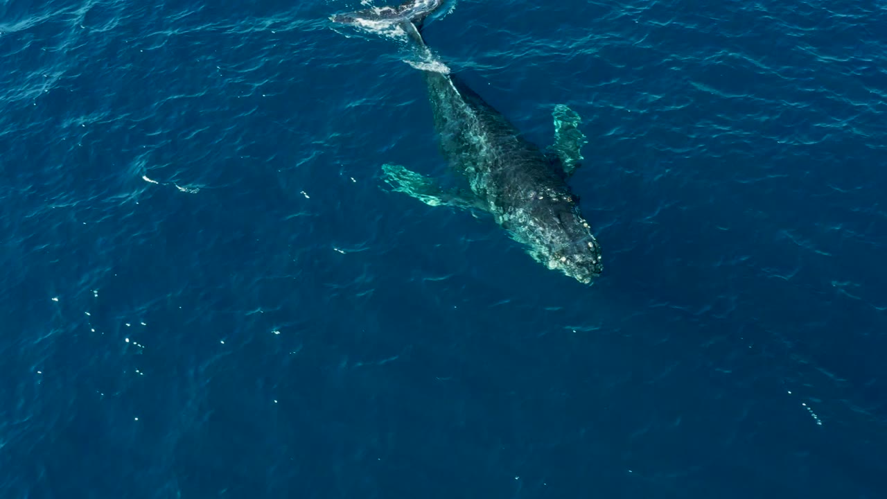 Overhead shot of the humpback whale moving through dark blue water near Buzzards East Cape Los Cabos, Mexico, with a small surface wake and no visible people.