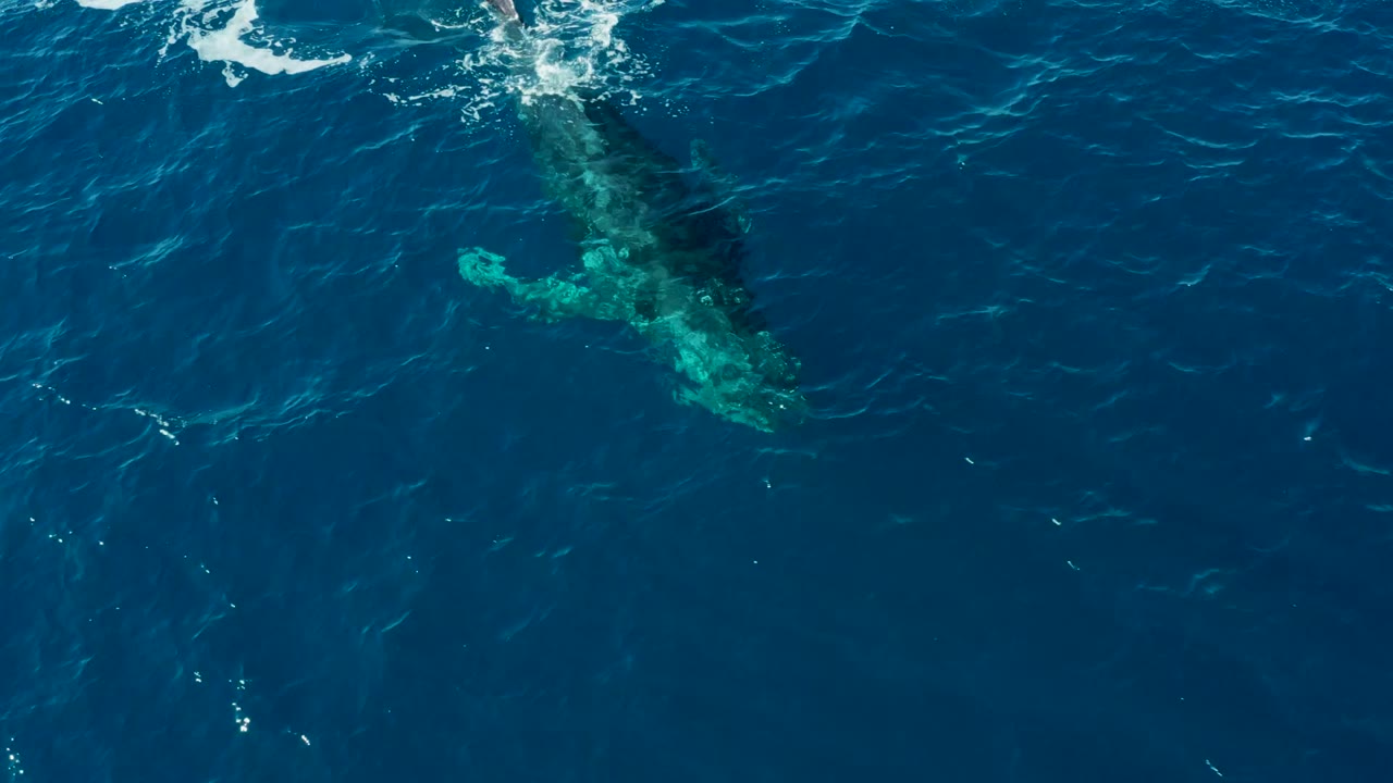 Overhead view of a humpback whale just below the surface at Buzzards Beach, East Cape, Baja California Sur, with white wave wash near the top edge and no visible people.