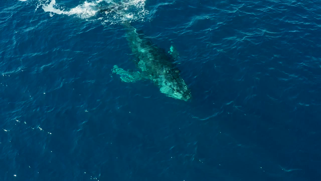 Whale body and fins visible below deep blue water.
