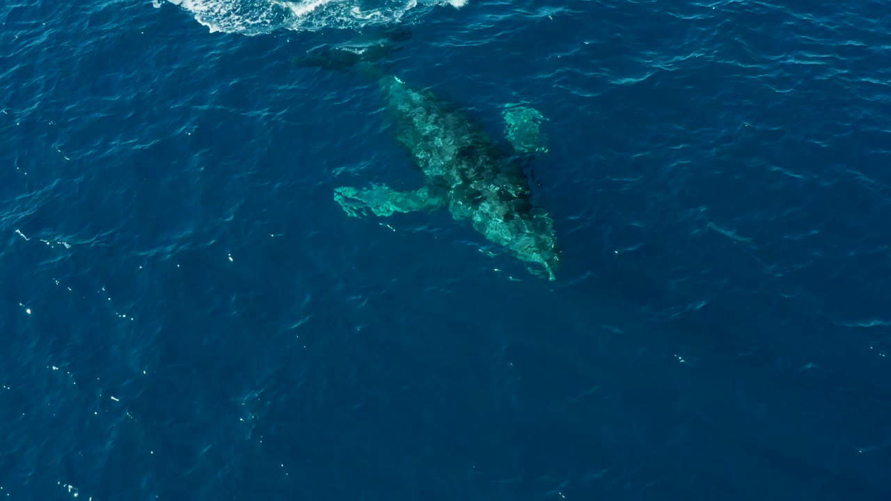 Aerial frame of the humpback whale angled beneath the blue surface at Buzzards Beach, East Cape, Baja California Sur, with brighter turquoise along the submerged body and no visible people.