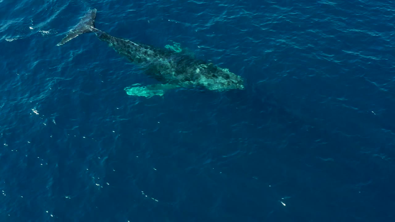 A humpback whale swims just below the deep blue ocean surface at Buzzards Beach, East Cape, Baja California Sur, with no visible people.