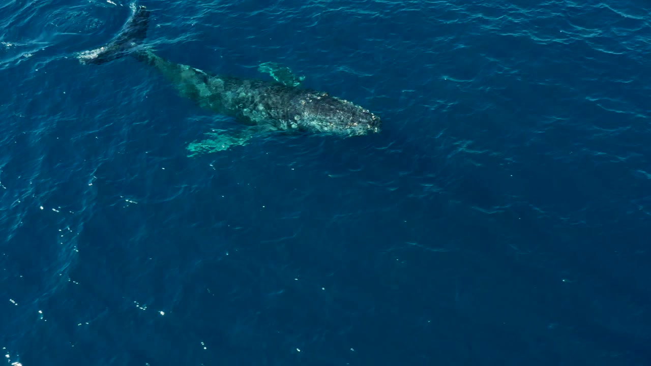 Humpback whale gliding under blue ocean surface