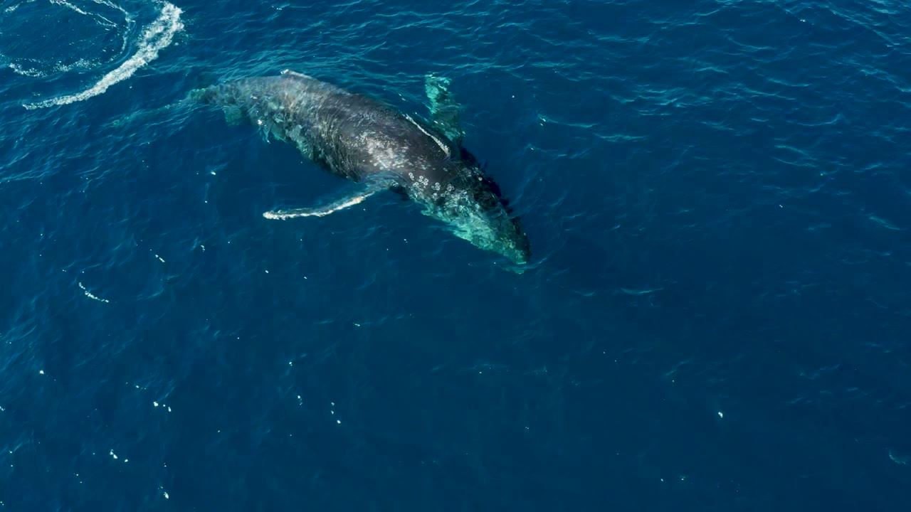 A humpback whale lies near the upper right of the aerial frame at Buzzards Beach, East Cape, Baja California Sur, beside a curved white wake and no visible people.