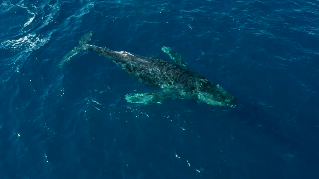 Overhead frame of a humpback whale near the surface off Buzzards Beach, East Cape, Baja California Sur, with turquoise fin color visible and no visible people.