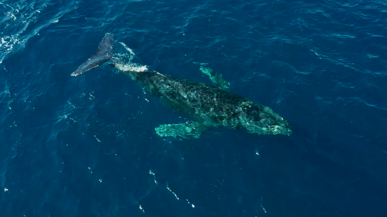 Humpback whale gliding below rippled ocean surface.