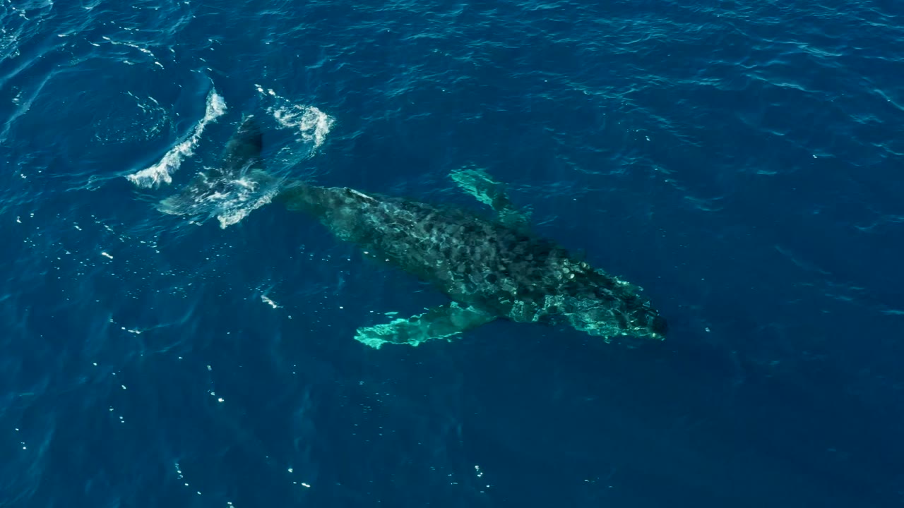 Aerial frame of the humpback whale under blue water near Buzzards Beach, with a curved white ripple pattern ahead of the animal and no visible people.