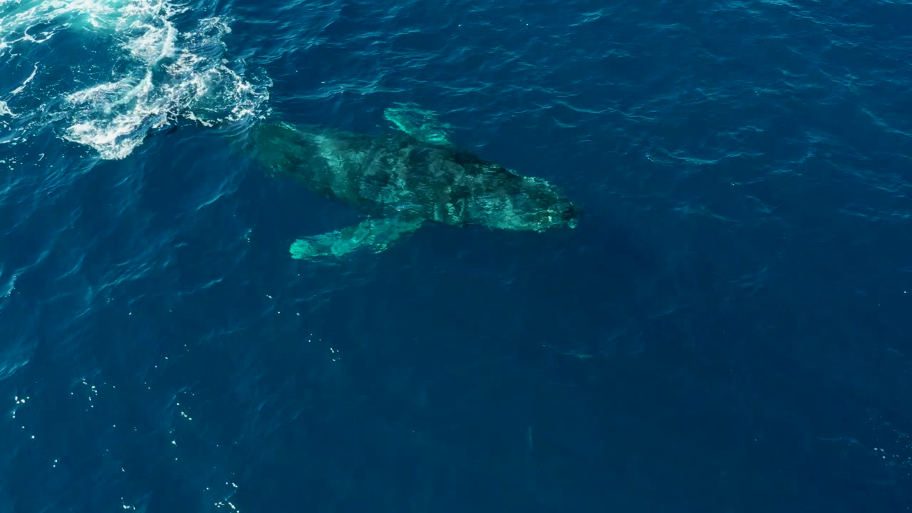 At Buzzards East Cape, Los Cabos, Mexico, a humpback whale is seen from above under dark blue water with a pale pectoral fin showing near the surface and no visible people.