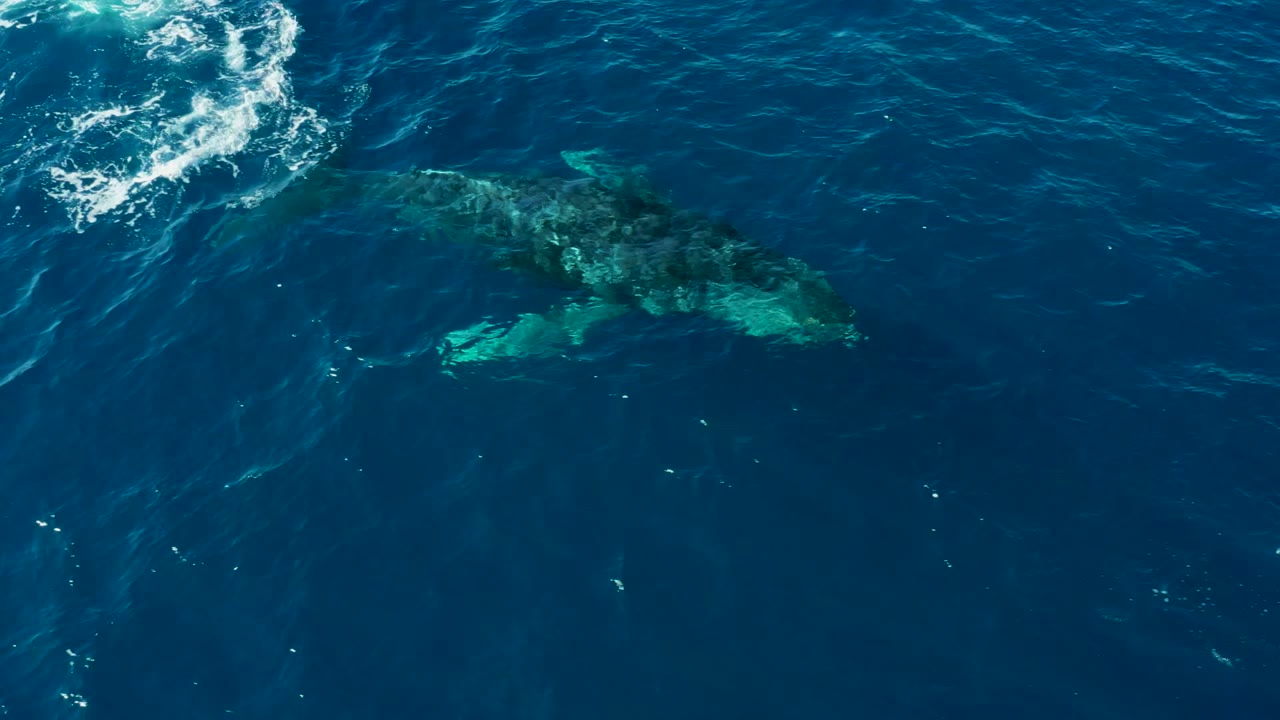 At Buzzards East Cape, Los Cabos, Mexico, the whale remains submerged beneath rippled blue water with lighter turquoise body detail visible and no visible people.