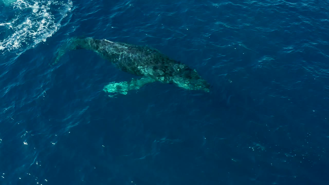 At Buzzards East Cape, Los Cabos, Mexico, the large humpback is clearer beneath the surface, with pale fin and body patches standing out in dark blue water and no visible people.