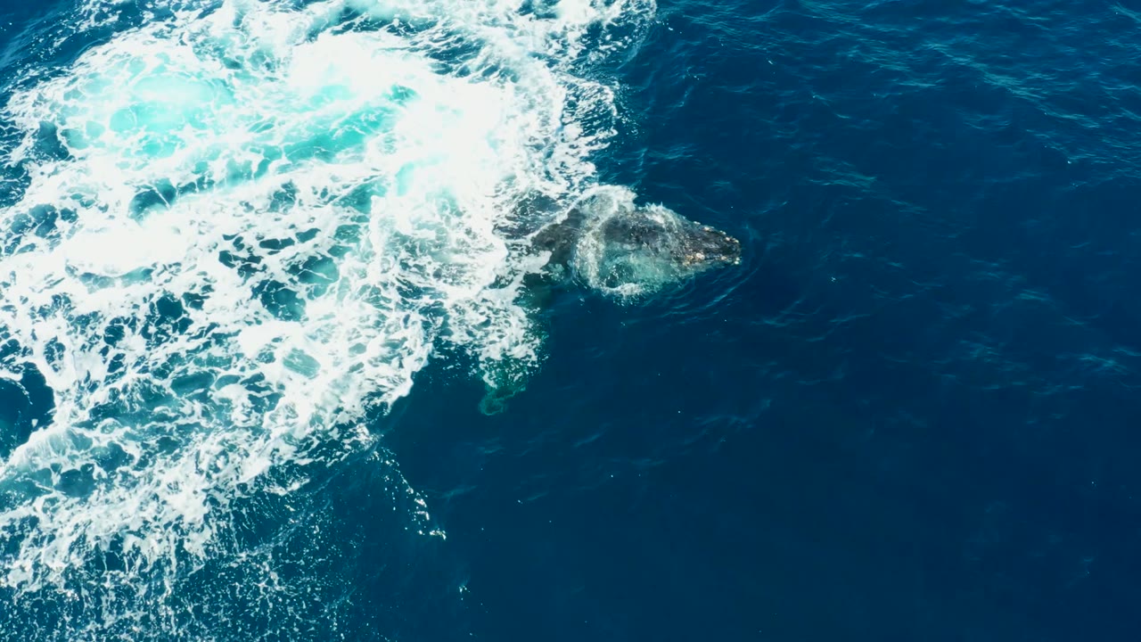 A humpback whale is partly visible under deep blue water beside bright white foam at Buzzards Beach, East Cape, Baja California Sur, with no visible people.