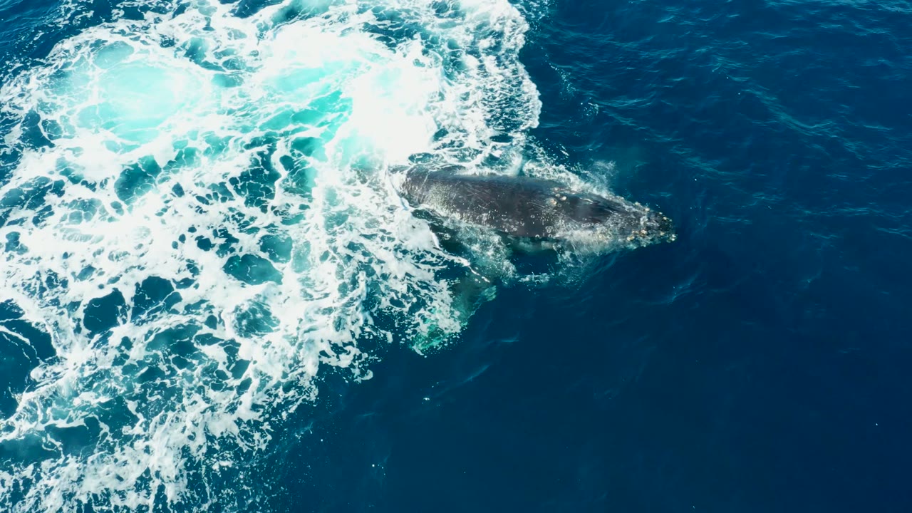 Humpback whale surfacing next to a large patch of foam
