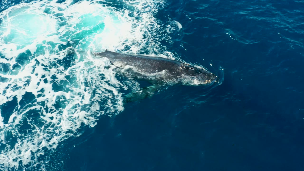 The whale's long dark body is visible to the right of a foamy wake in deep blue water at Buzzards Beach, East Cape, Baja California Sur, with no visible people.