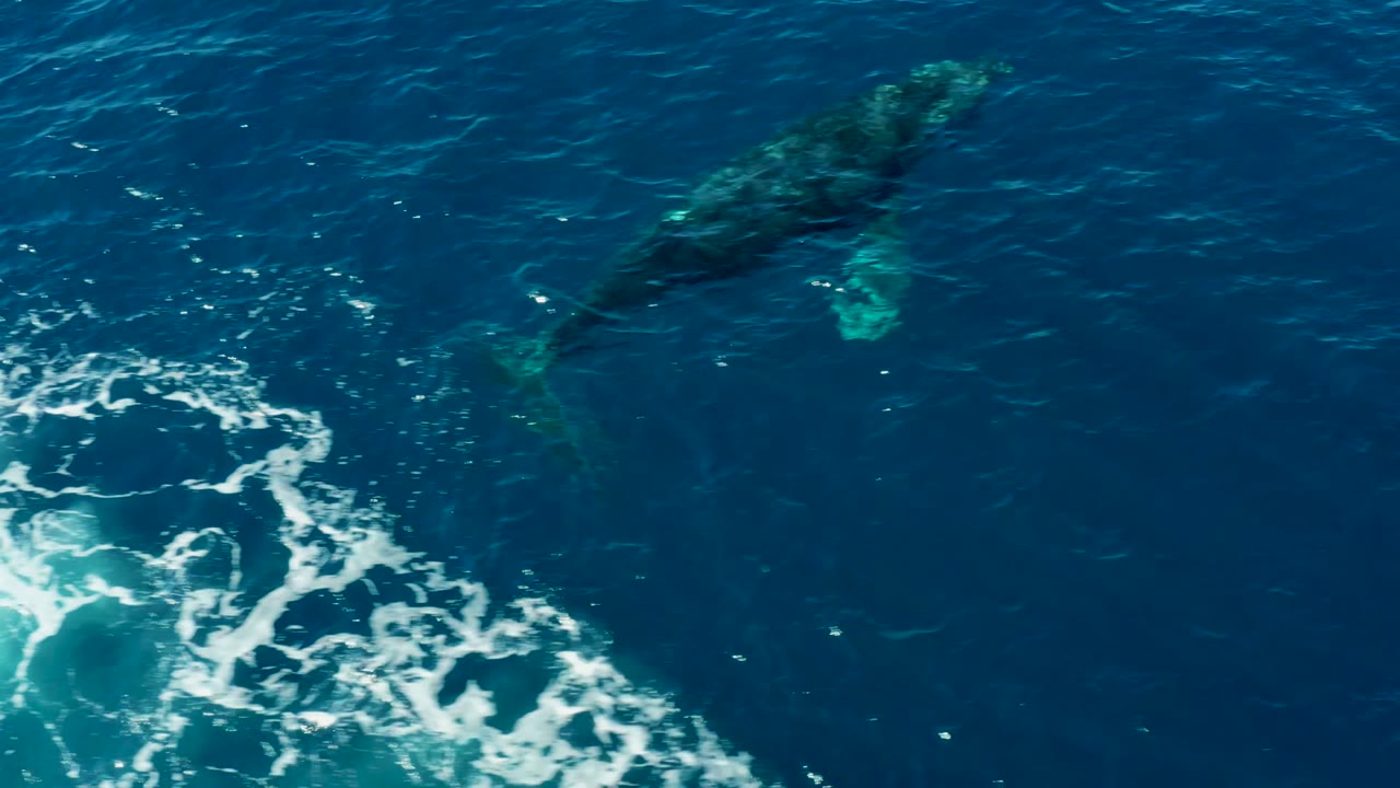 Overhead frame at Buzzards East Cape Los Cabos shows several humpback whales below the blue ocean surface, with white foam at the left edge and no visible people.