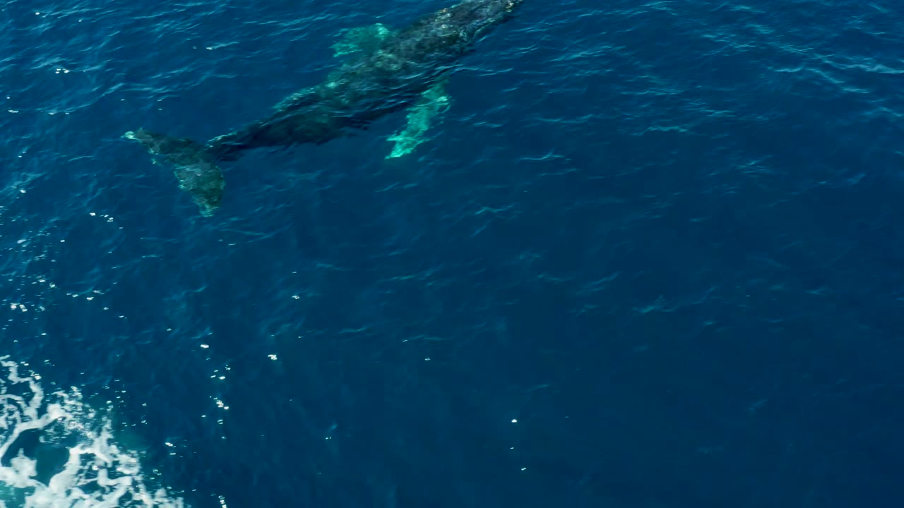 Whales swimming below the surface in blue water.