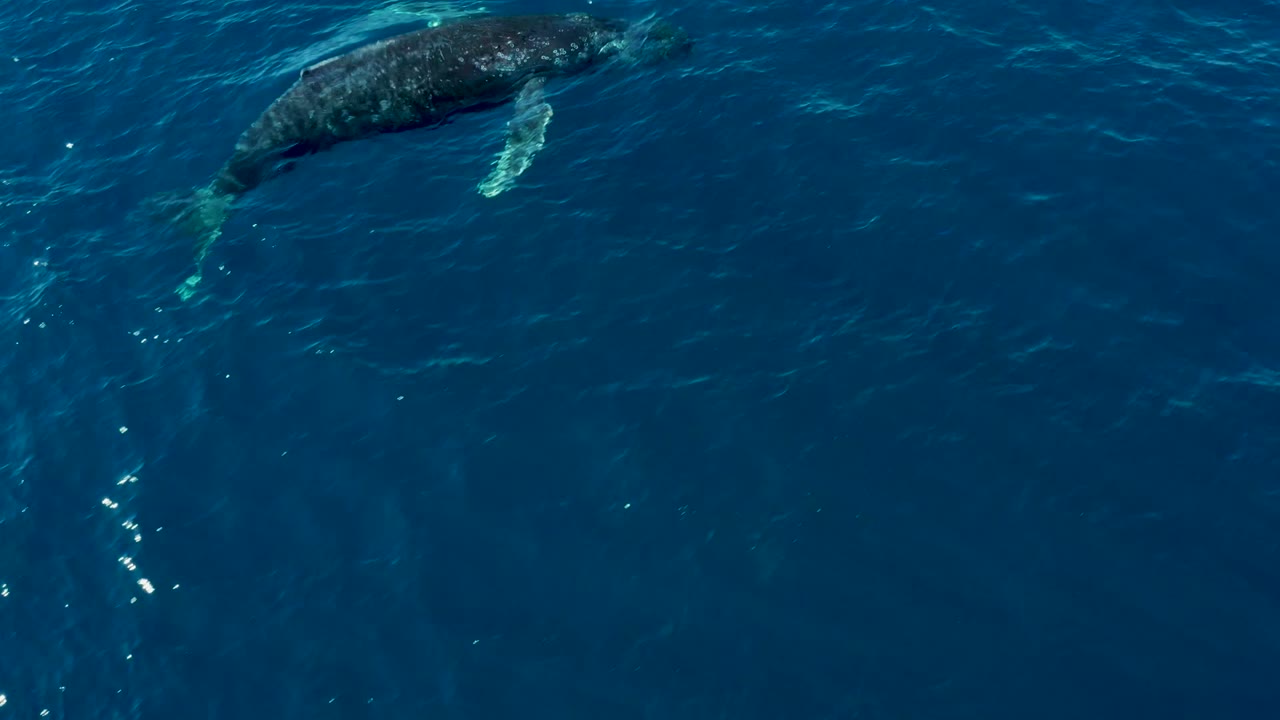 A humpback whale is visible near the upper right of the overhead frame, with another darker form beneath the water and no visible people in the ocean scene.