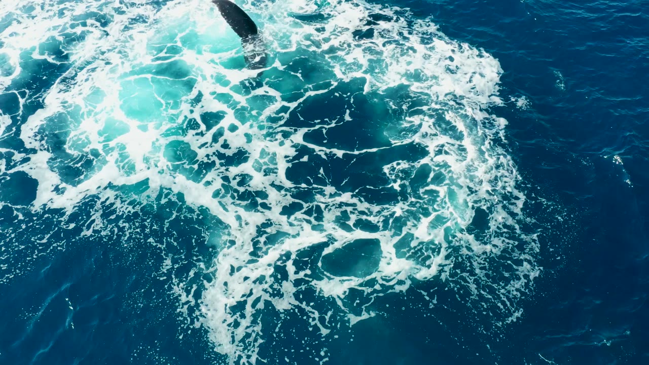 At Buzzards Beach in East Cape Los Cabos, a dark whale tail breaks the surface near a bright patch of white foam and turquoise water, with no visible people.