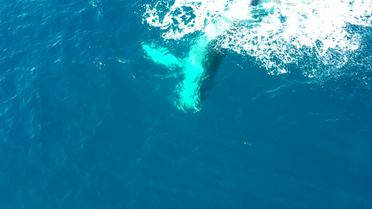 At Buzzards Beach, East Cape, Baja California Sur, a humpback whale fluke breaks the surface near white foam in deep blue ocean with no visible people.