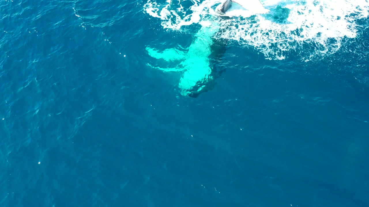 Whale tail and pale body visible beneath foamy blue water.