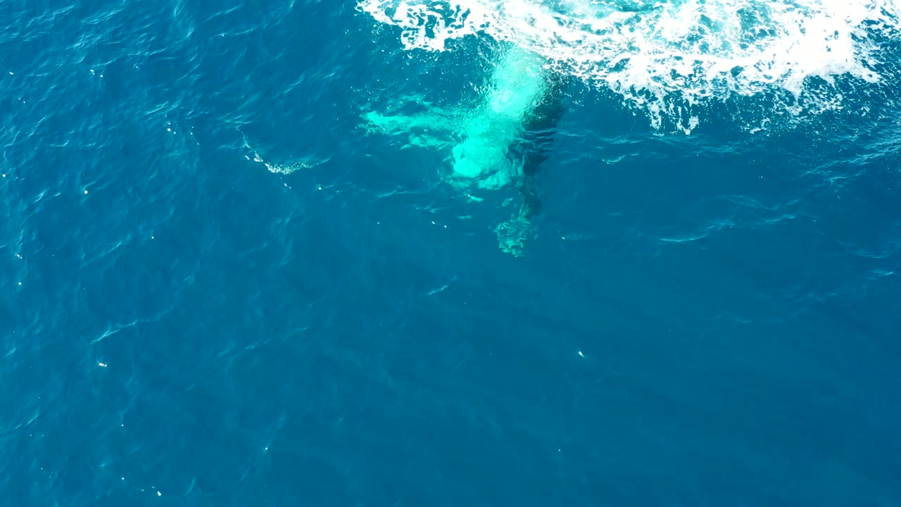 Aerial framing shows the humpback's pale body and darker tail area just under the water, with broken white foam across the top edge and no visible people.