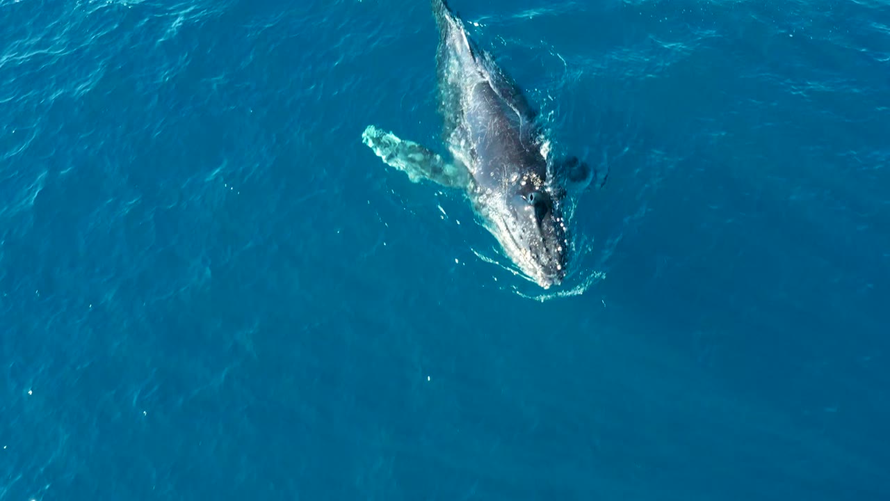 Overhead view of a humpback whale surfacing in blue ocean water at Buzzards Beach, East Cape, Baja California Sur, Mexico, with no visible people.