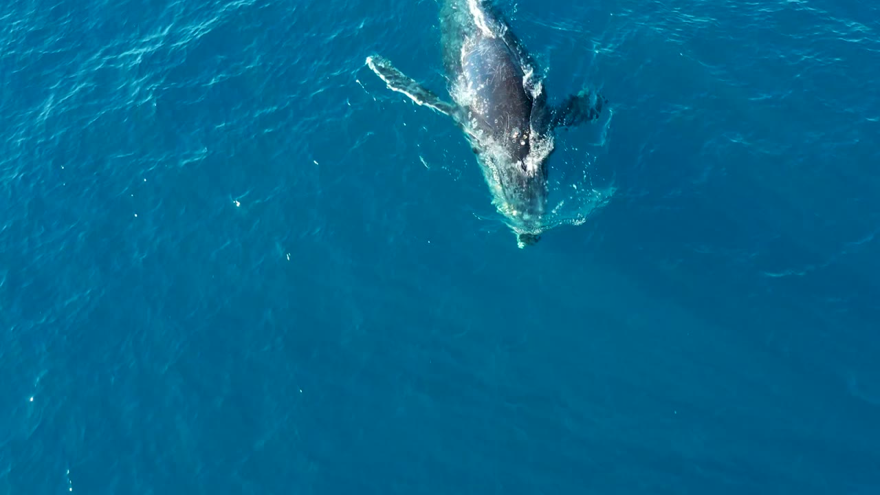 Humpback whale angled under rippled blue ocean water