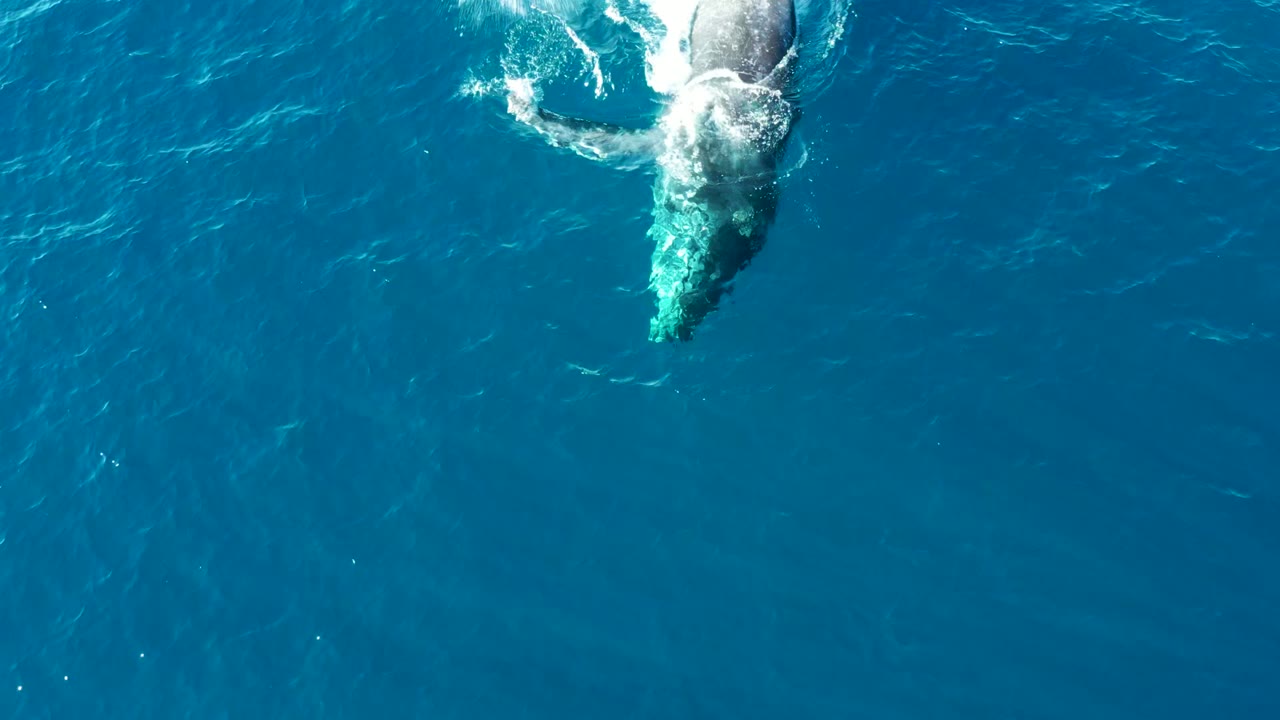 Overhead view of the humpback whale beginning a more active surface turn in blue water at Buzzards Beach, East Cape, Baja California Sur, Mexico, with no visible people.