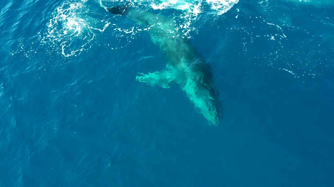 Overhead view of a humpback whale below the clear blue ocean surface at Buzzards East Cape, Baja California Sur, Mexico, with white foam near the top edge and no visible people.