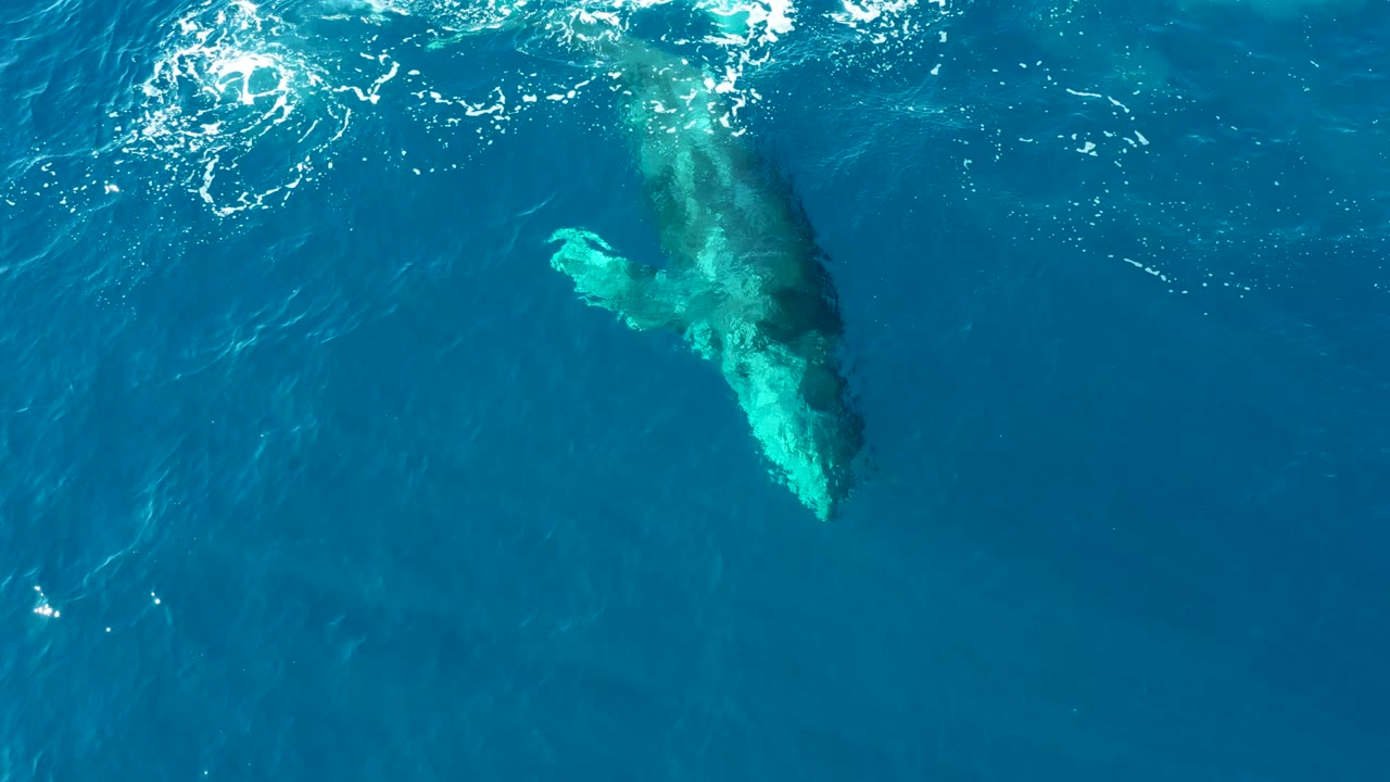 Humpback whale rising beneath clear blue water.