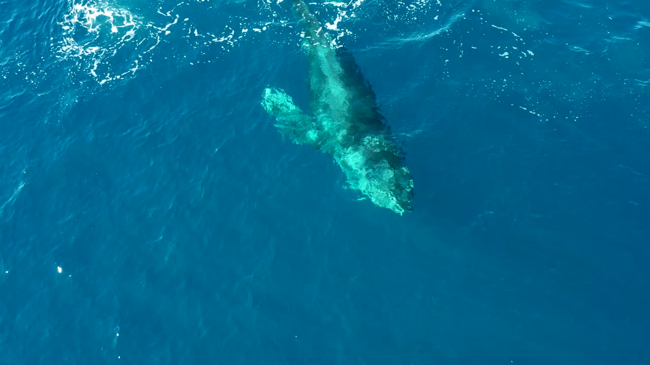 The whale appears angled under the clear blue ocean surface at Buzzards East Cape, Baja California Sur, with light water texture above it and no visible people.