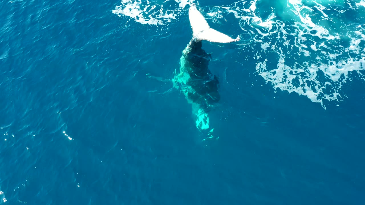 At Buzzards East Cape Los Cabos, a humpback whale tail rises above turquoise ocean water with the dark body visible below the surface and no visible people.