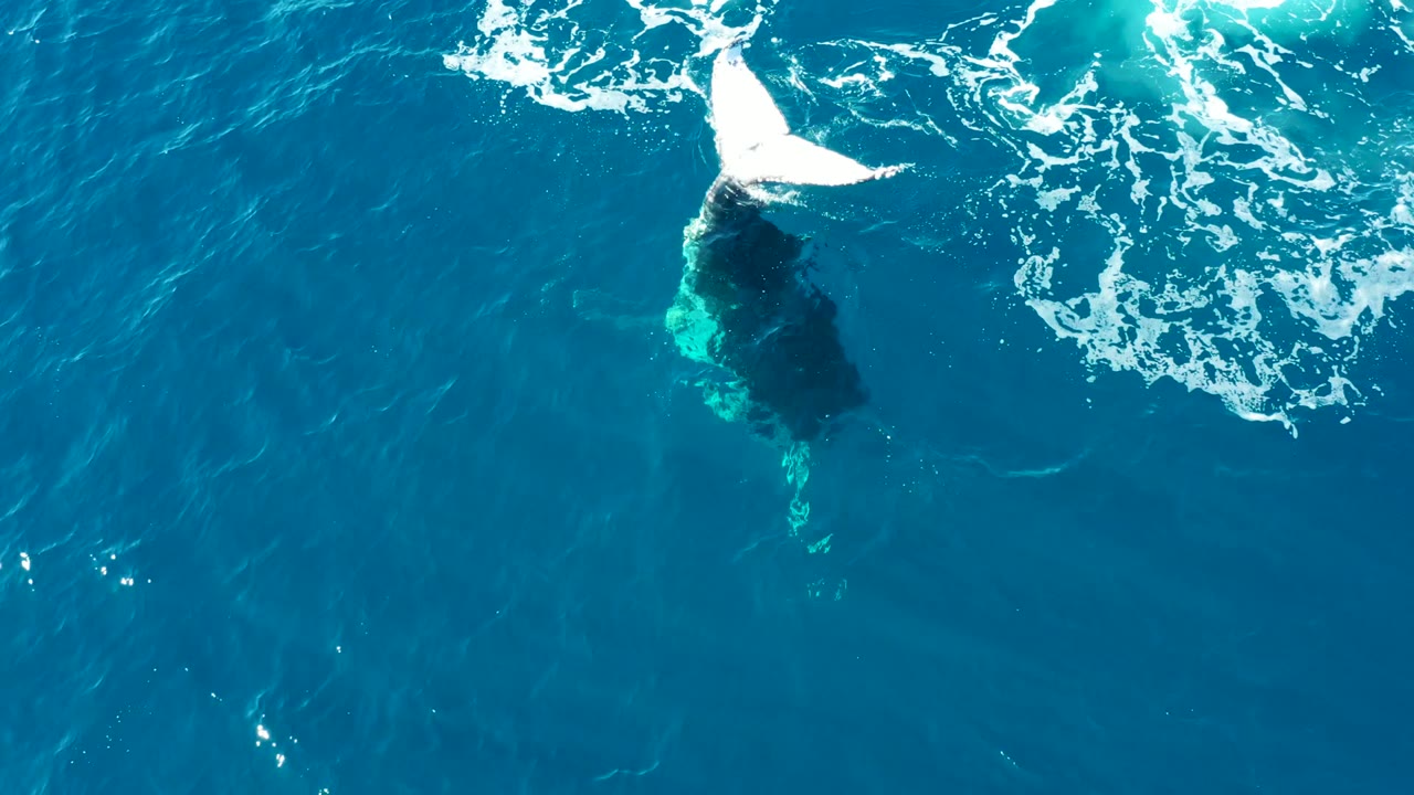 White whale tail and foam on turquoise ocean surface