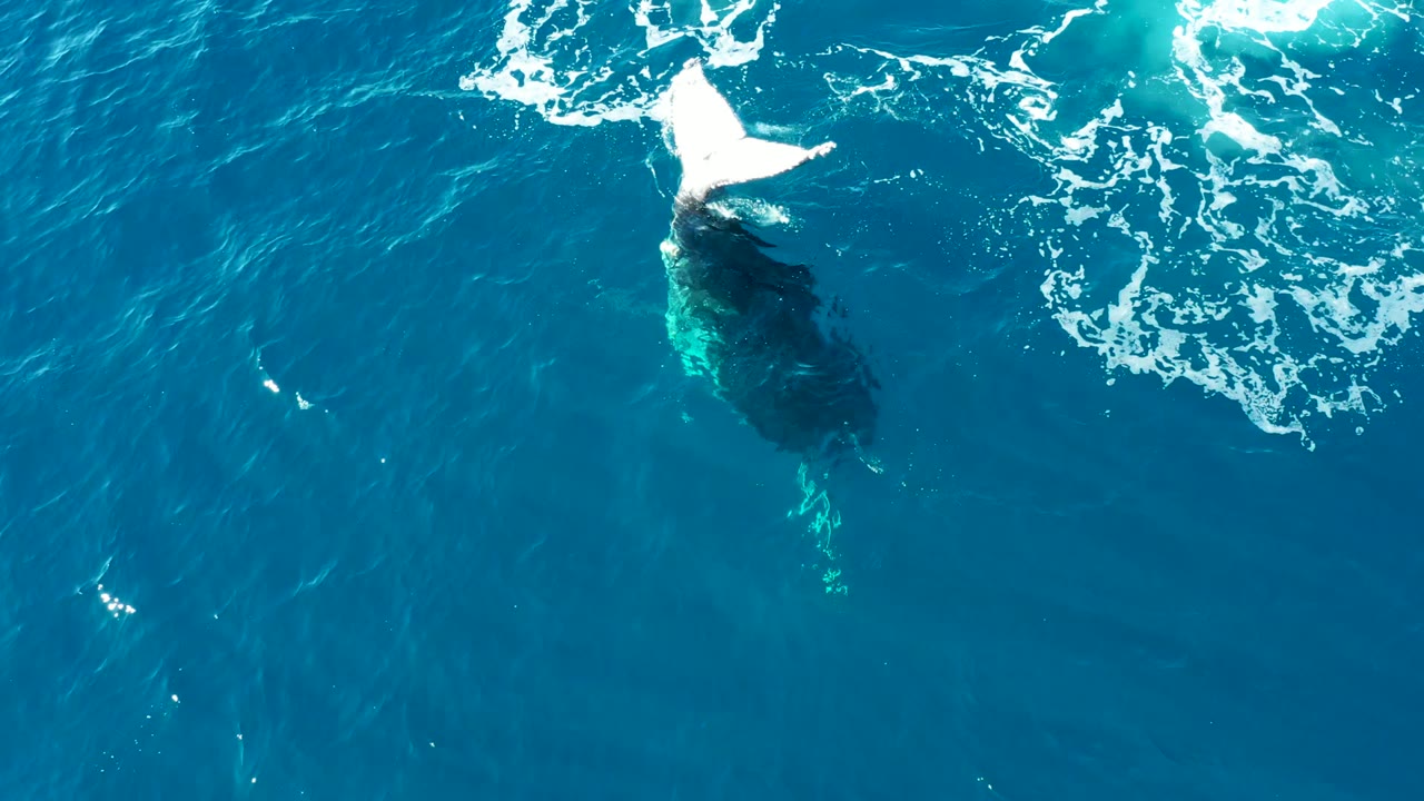At Buzzards East Cape Los Cabos, the whale tail sits near the top of frame as the dark body trails beneath the rippled blue water and no people are visible.