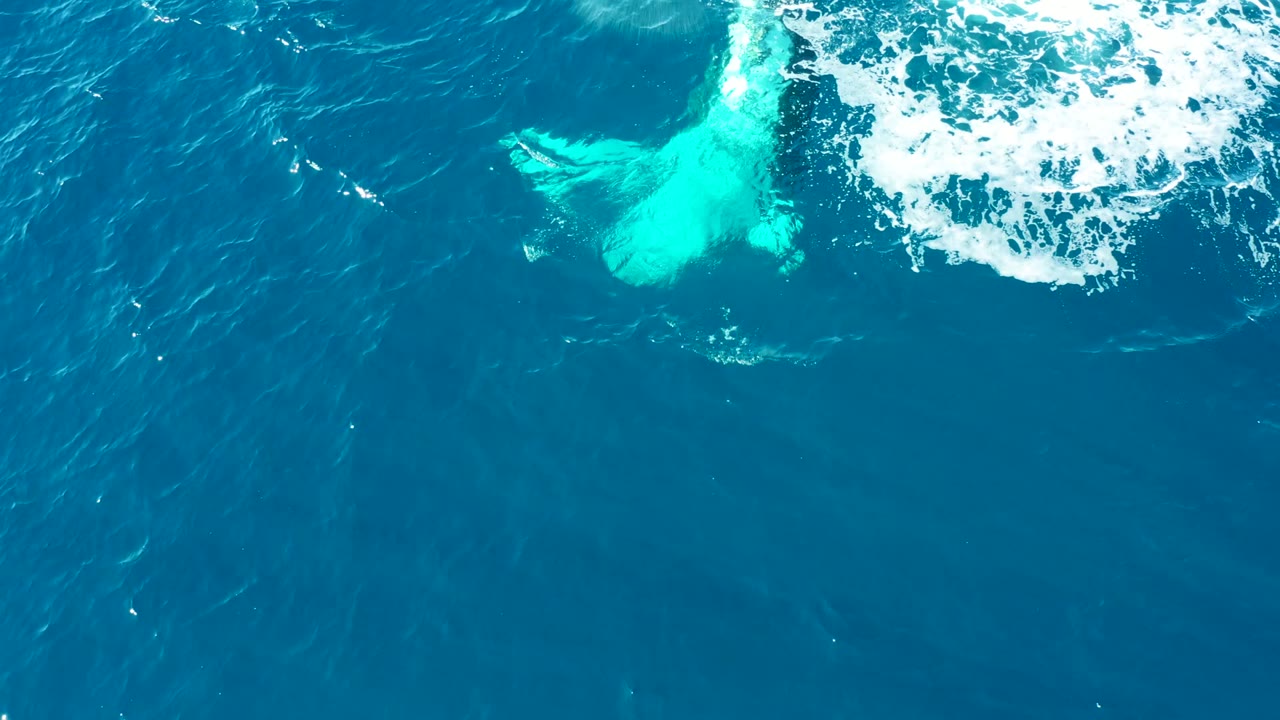 At Buzzards Beach, East Cape, Baja California Sur, a humpback whale tail appears beneath blue water near a band of white surface foam, with no visible people.