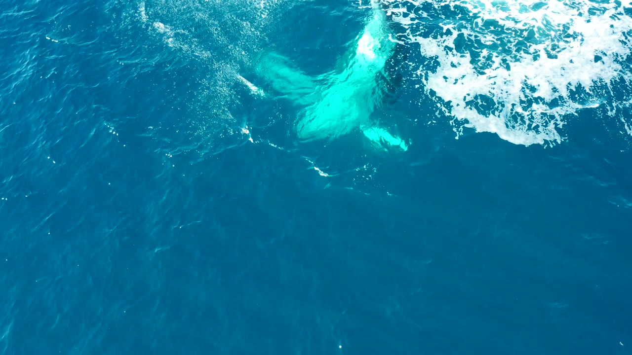 Whale fluke below foamy blue water from an overhead view.