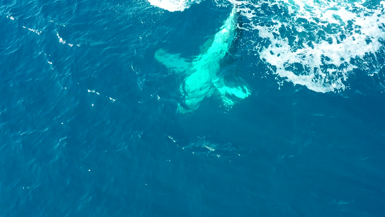 At 0:02, the submerged whale tail reads as a bright turquoise shape under deep blue water while foam churns along the upper edge, with no visible people.