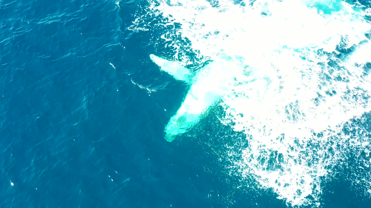 Whale fluke below the surface with foamy white water spreading above it.