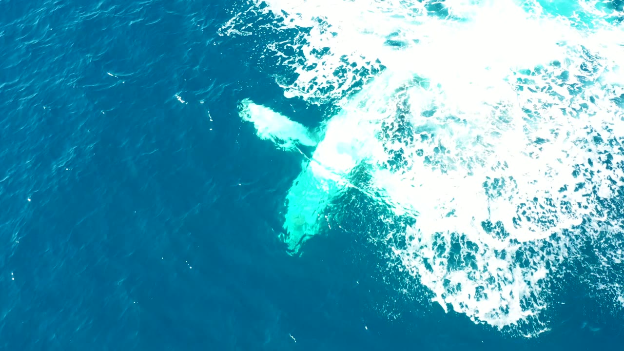 A pale whale tail shape angles beneath clear blue water near bright white foam along the top and right edge, with no visible people or vessels.