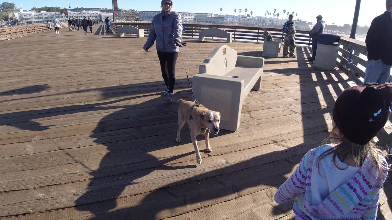 Leashed dog crossing a sunny wooden boardwalk near a child and benches.