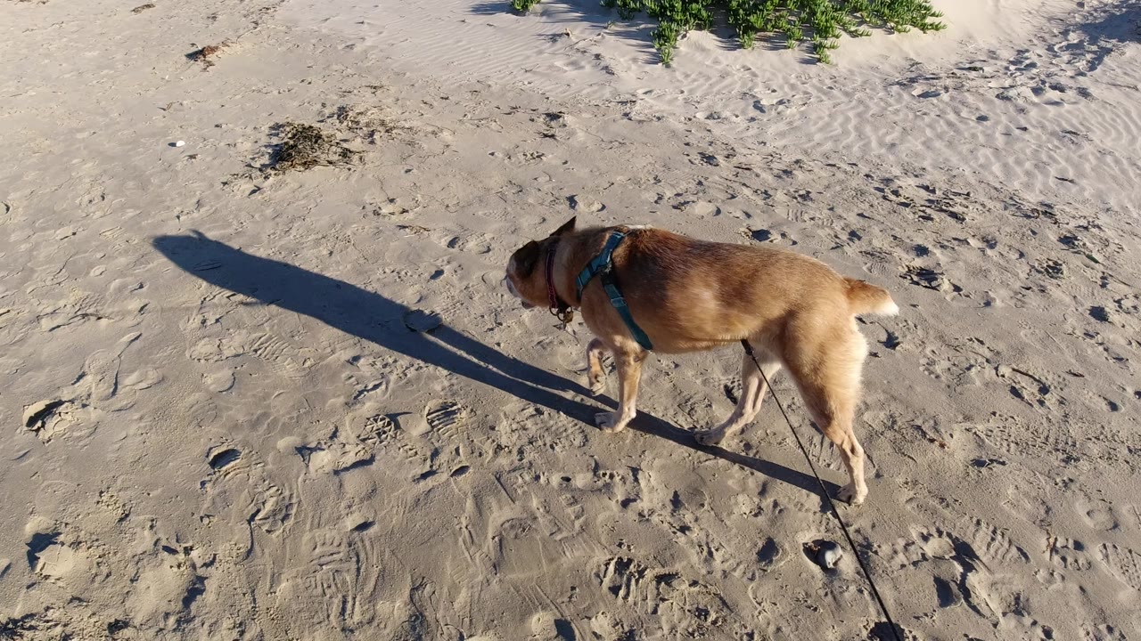 At 0:00, a small tan-brown dog in a blue harness walks across textured sand at Pismo Beach, California, with a long shadow stretching left and no visible people.