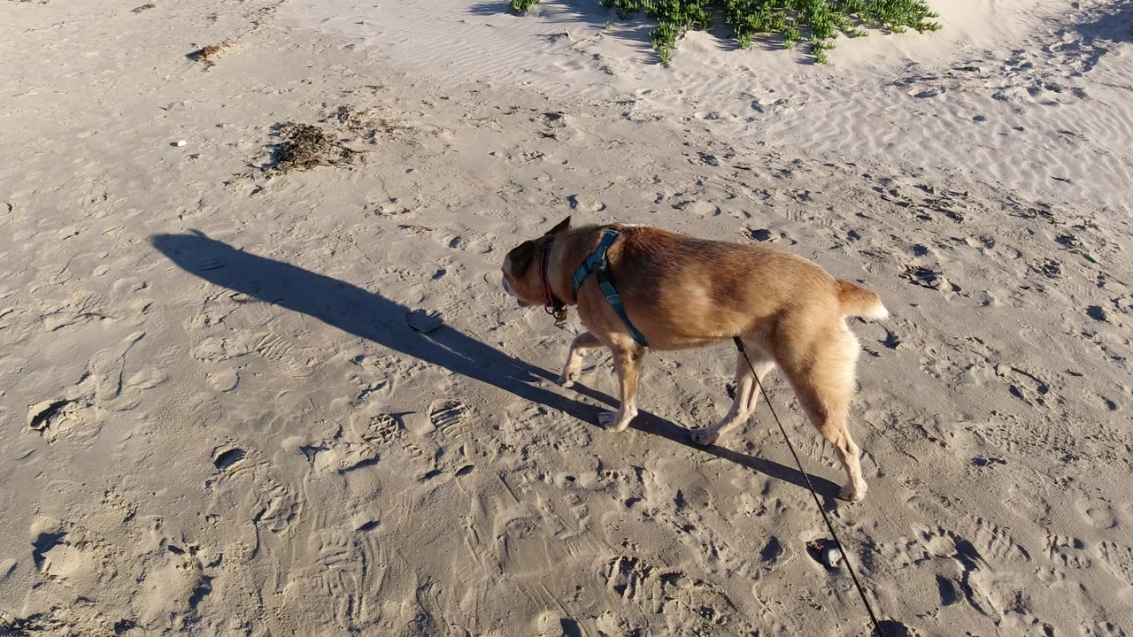 At 0:01, the tan dog continues across pale rippled sand in Pismo Beach, California, with its leash trailing downward and no visible people in frame.