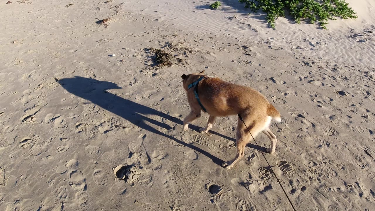 At 0:02, the dog has moved farther right across the sandy Pismo Beach frame, its compact body and long dark shadow separated clearly on the ground with no visible people.
