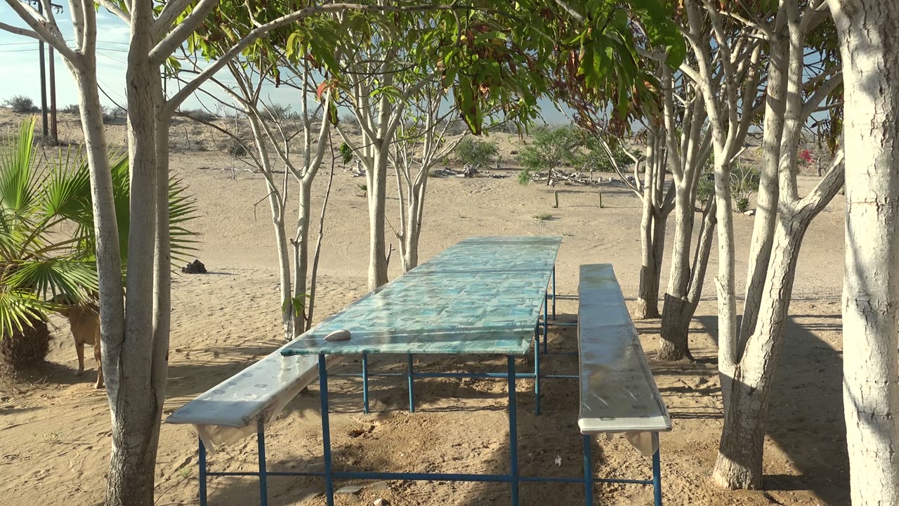 A blue-framed glass picnic table and benches sit under pale trees on sandy ground in San Carlos BCS Mexico, with palm leaves at left and no visible people.