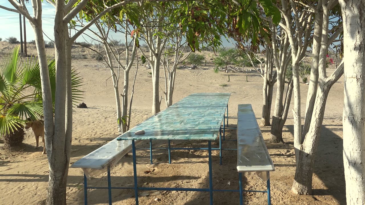 A repeated view of the blue picnic table beneath trees shows bright sun, sandy ground, and sparse background vegetation in San Carlos BCS Mexico, with no visible people.