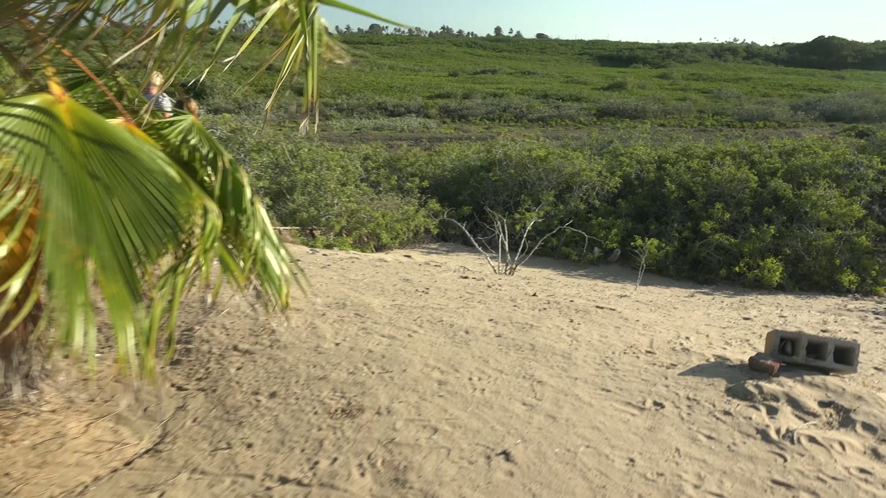 Palm fronds hang across the foreground over sandy dunes and low green vegetation in San Carlos BCS Mexico, with no visible people in this opening frame.