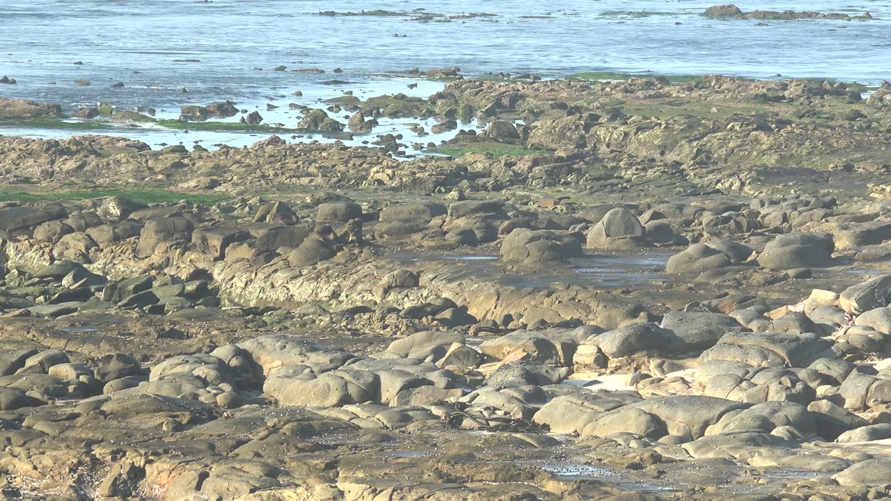 Wide rocky shore with tide pools, ocean background, and a distant person near the rocks.