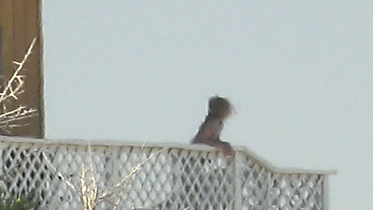 At 0:00 in La Bocana BCS Mexico, a person is partly visible above a white lattice balcony or fence with pale sky behind and dry branches at the edge.