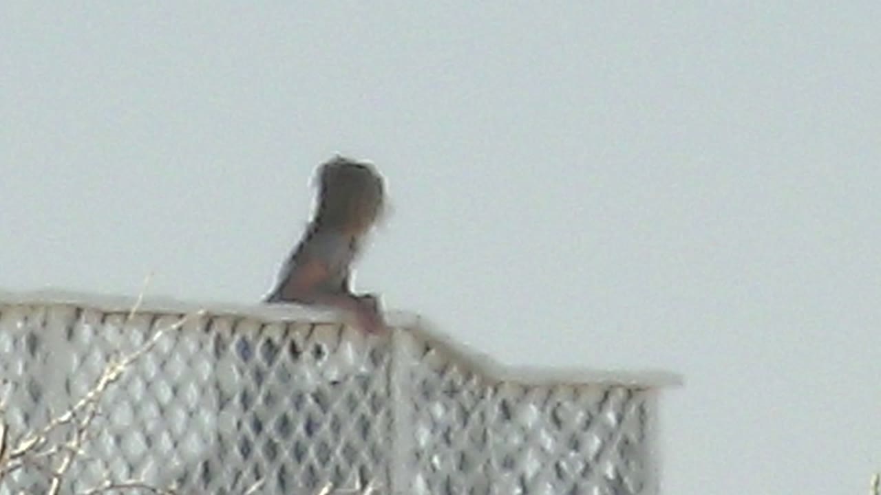 At 0:01 in La Bocana BCS Mexico, the person is more upright above the white lattice railing, with a clear pale sky and a vertical post nearby.