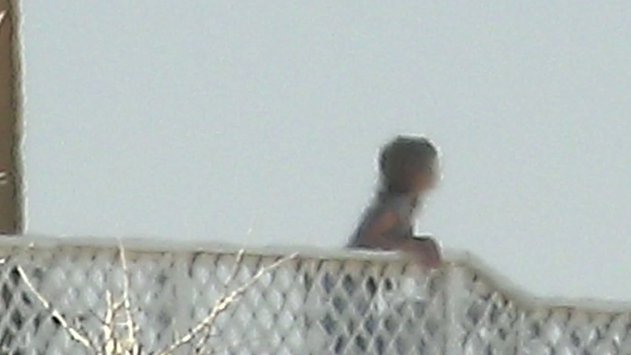At 0:02 in La Bocana BCS Mexico, the person remains behind the white lattice fence or balcony rail, positioned near a vertical post with open sky filling the background.