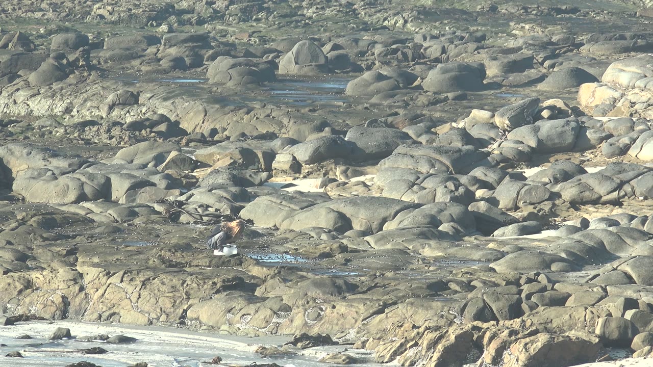 A single person remains small in the lower left area of the La Bocana BCS Mexico shoreline, surrounded by gray boulders, darker wet rock, and narrow water pools.